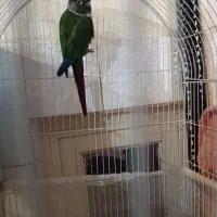 یک جفت گرینچیک|پرنده|قرچک, زیبا شهر|دیوار