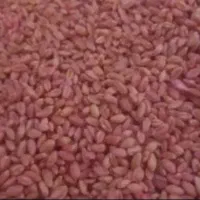 گندم بهرنگ بوجاری شده