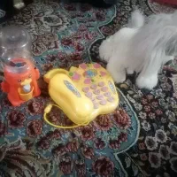 اسباب بازی درحد نو|اسباببازی|قم, نخودی|دیوار