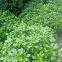انواع گل بیرونی|گل و گیاه طبیعی|کلاچای, |دیوار
