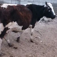 گاو با گوساله ماده|حیوانات مزرعه|پارسآباد, |دیوار