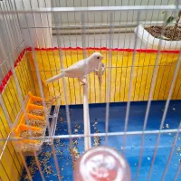 قناری نر دو عدد