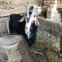 دوبر|حیوانات مزرعه|خوانسار, |دیوار