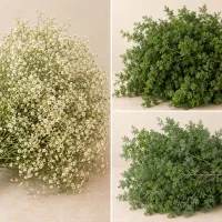 گیاه عروس و شمشاد برای تزئین گل