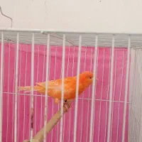 قناری نر رد