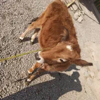 گاو محلی|حیوانات مزرعه|صومای برادوست, |دیوار