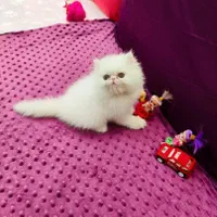 فروشگاه گربه ها ( پرشین / اسکاتیش /بریتیش) گوگولی|گربه|رشت, گلسار|دیوار