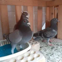 پلاکی مسافتی