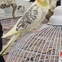 عروس هلندی نر