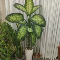 گل دیفن سالنی 170 ارتفاع