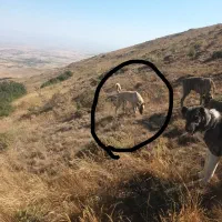 سگ گمشده