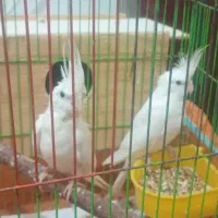 عروس هلندی|پرنده|رشت, حومه رشت|دیوار