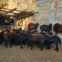 گوسفند. ۲۰راسبرهمادهقرهقزلافشارآبستندرجه۱|حیوانات مزرعه|بناب, |دیوار