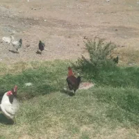 خروس ومرغ