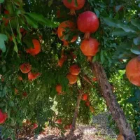 انار درجه یک با تناژ بالا