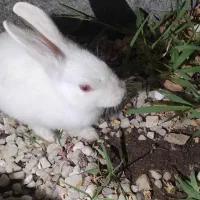 خرگوش