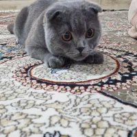گربه اسکاتیش بلو