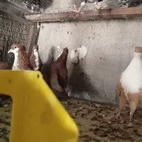 قرمز ریش کلاهی نر ماده عروسک|پرنده|بم, |دیوار