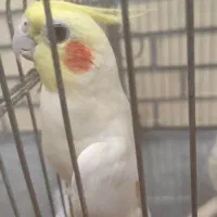 عروسهای سخنگو زیبا