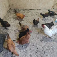 خروس و مرغ|پرنده|سروآباد, |دیوار