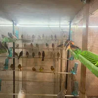 ۱۰۰عدد قناری مست