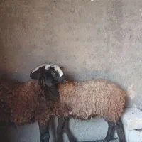 دوراس بره ماده قربانی و نگهداری|حیوانات مزرعه|دشتابی, |دیوار