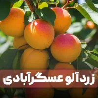 فروش انواع نهال عمده به قیمت همکاری
