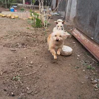 حیوان خانگی