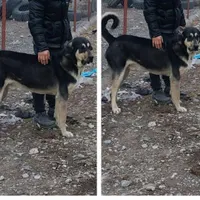 سگ نر پژدر واگذار میشود