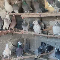 کفتر کبوتر پرشی قرچک ورامین