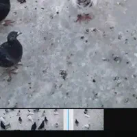 کبوتر|پرنده|سرخنکلاته, |دیوار