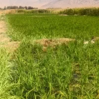 زمین دیم چمچمال