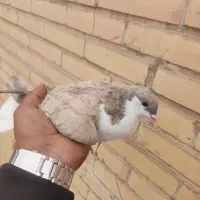 کفتر امری سین سیاه نر