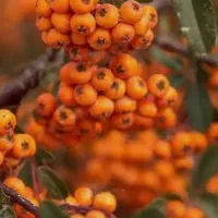 فروش دو عدد سیم کارت دائمی تک شماره