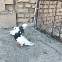 طوقی گرفتنی