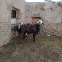 قوچ پلنگی بروجردی اصل|حیوانات مزرعه|سرولایت, |دیوار