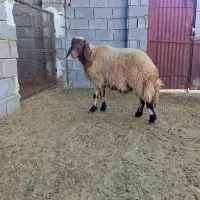 بره قوچ صدامی اصیل یک ساله|حیوانات مزرعه|گیلان غرب, |دیوار