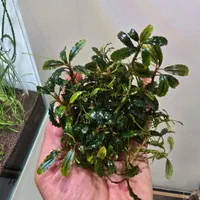 گیاه آکواریوم ایگازو و بوسفلاندراهای خاص و کمیاب|ماهی|تهران, نارمک|دیوار