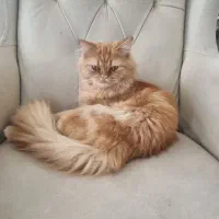 گربه پرشین نر اصل