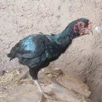 مرغ خروس لاری|حیوانات مزرعه|قزوین, |دیوار