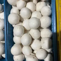 کارخونه قارچ