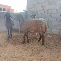 توقلی نر سالم بشرط