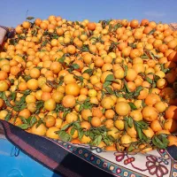 پرتغال آبگیری