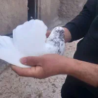 تعداد۱۰ عدد کبوتر پرشی فروش یکجا دونه ۲۰۰
