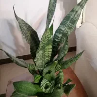 گل سانسوریا