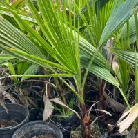 نهال واشنگتن تنه قرمز