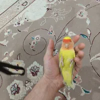 طوطی|پرنده|ماهدشت, |دیوار