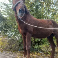 ۲۷ ملیون|اسب و تجهیزات اسبسواری|چاف و چمخاله, |دیوار