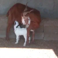 بز شکم اول تازه را با بزغاله ماده عروسک گوسفند