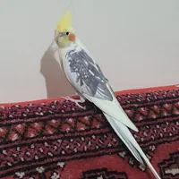 عروس هلندی نر|پرنده|اصفهان, مفتح|دیوار